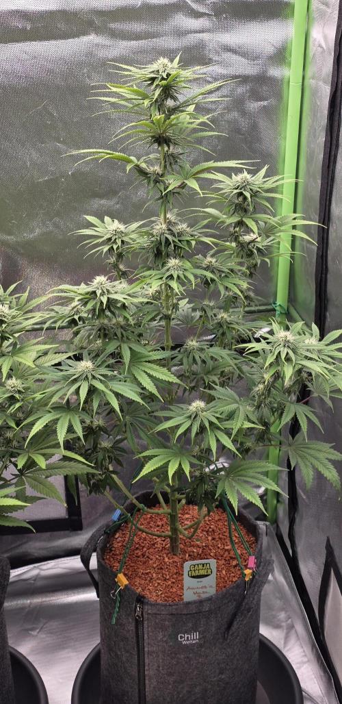 Amnesia Haze (B) Ganja Farmer. Week 11
