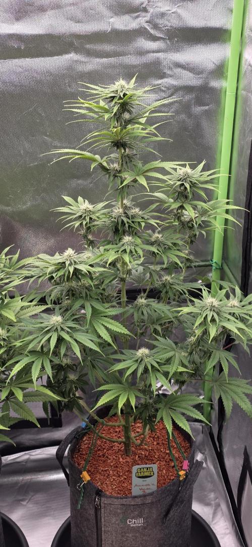 Amnesia Haze (B) Ganja Farmer. Week 11