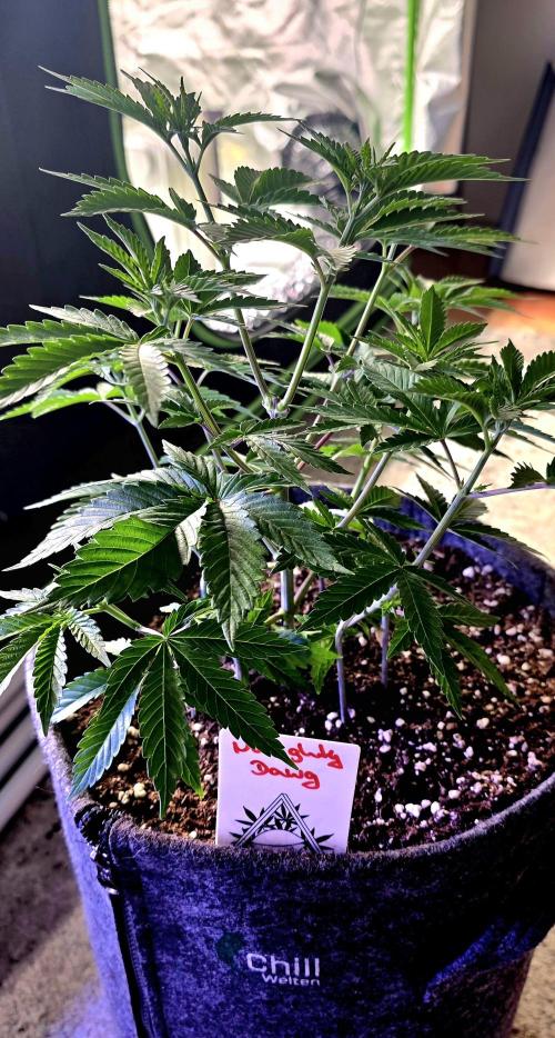 Naughty Dawg-Wunderbohnen-SeedsOfAnarchy. Week 6