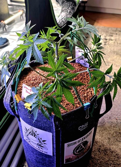 Naughty Dawg-Wunderbohnen-SeedsOfAnarchy. Week 6