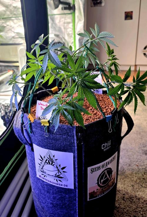 Naughty Dawg-Wunderbohnen-SeedsOfAnarchy. Week 6