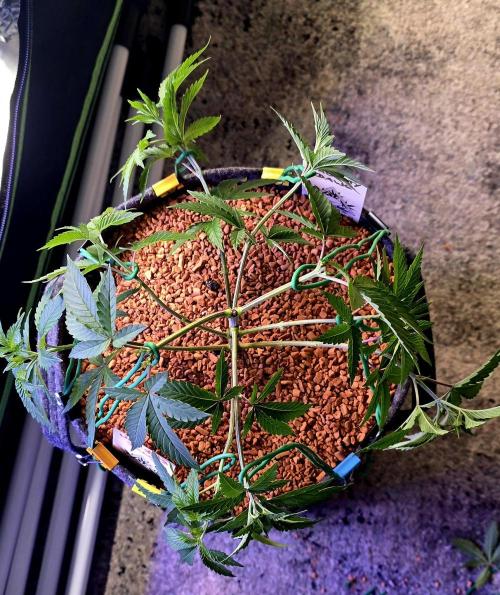 Naughty Dawg-Wunderbohnen-SeedsOfAnarchy. Week 6