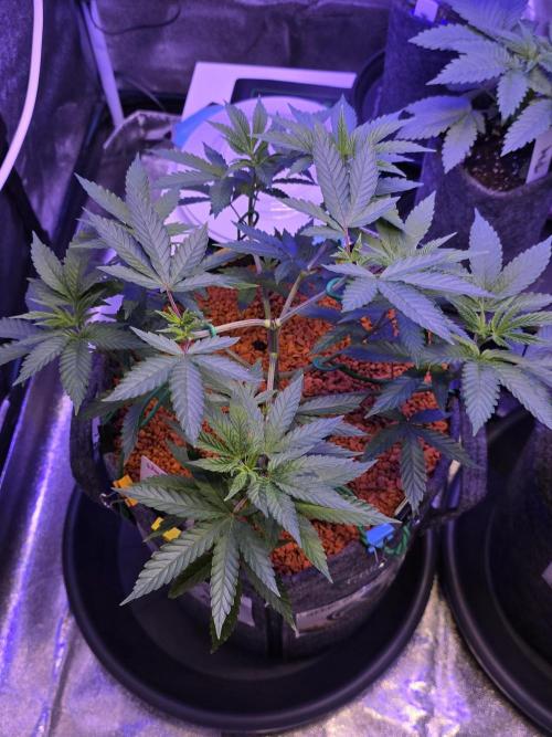 Naughty Dawg-Wunderbohnen-SeedsOfAnarchy. Week 6