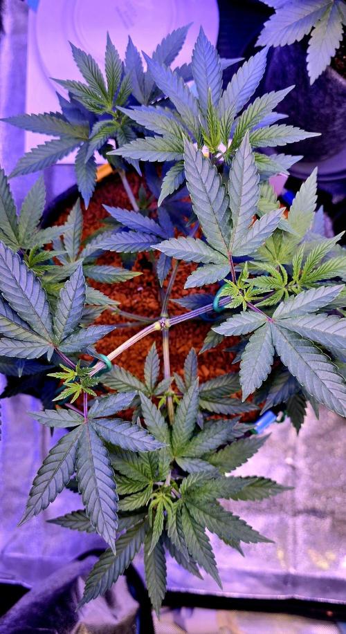 Naughty Dawg-Wunderbohnen-SeedsOfAnarchy. Week 6