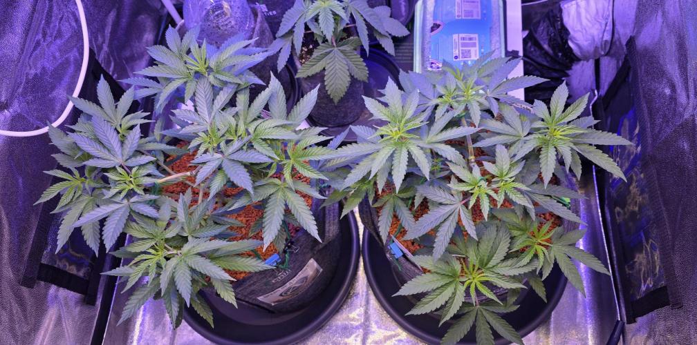 Naughty Dawg-Wunderbohnen-SeedsOfAnarchy. Week 7