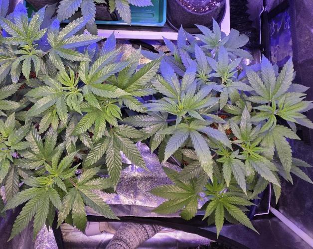 Naughty Dawg-Wunderbohnen-SeedsOfAnarchy. Week 7