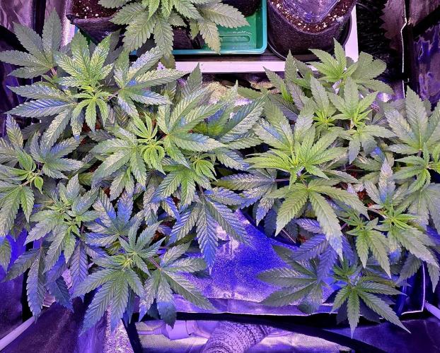 Naughty Dawg-Wunderbohnen-SeedsOfAnarchy. Week 7