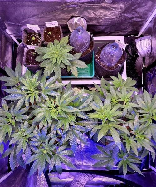 Naughty Dawg-Wunderbohnen-SeedsOfAnarchy. Week 7