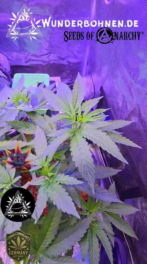 Naughty Dawg-Wunderbohnen-SeedsOfAnarchy