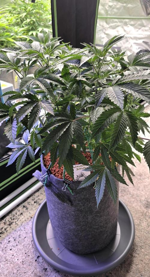 Naughty Dawg-Wunderbohnen-SeedsOfAnarchy. Week 8