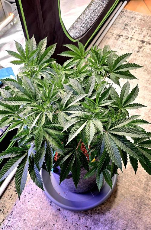 Naughty Dawg-Wunderbohnen-SeedsOfAnarchy. Week 8