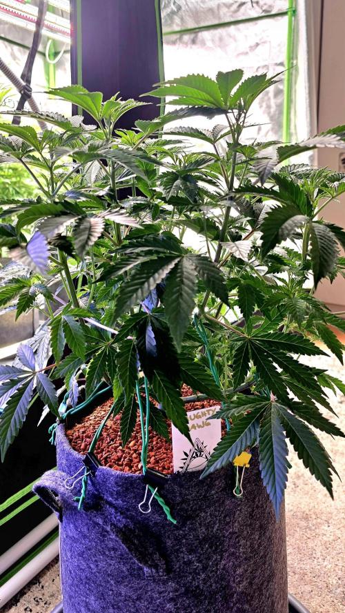 Naughty Dawg-Wunderbohnen-SeedsOfAnarchy. Week 8