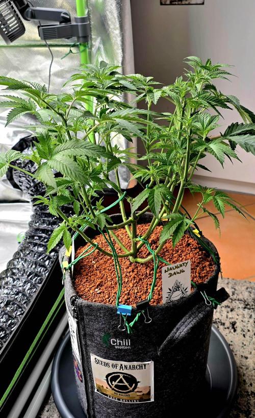 Naughty Dawg-Wunderbohnen-SeedsOfAnarchy. Week 8