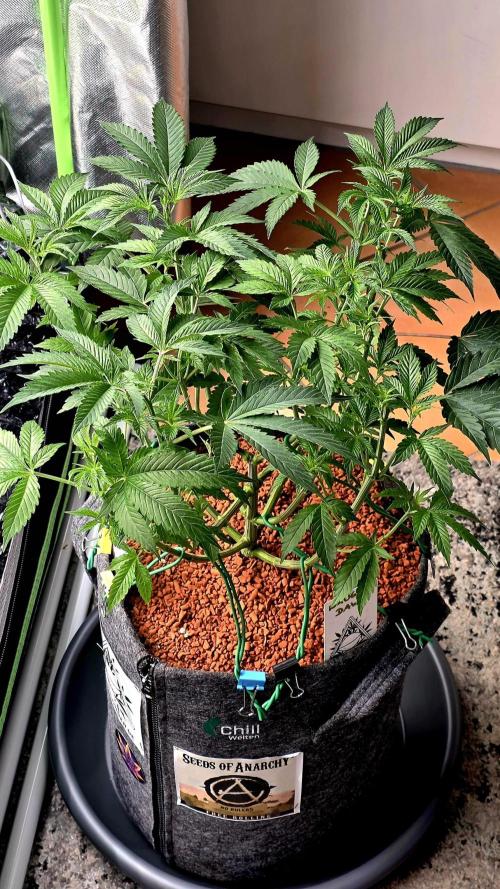 Naughty Dawg-Wunderbohnen-SeedsOfAnarchy. Week 8