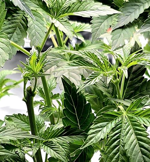 Naughty Dawg-Wunderbohnen-SeedsOfAnarchy. Week 8