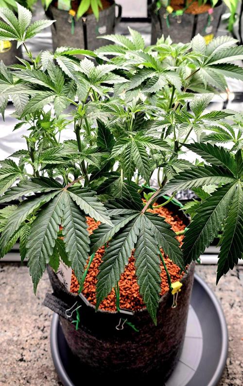 Naughty Dawg-Wunderbohnen-SeedsOfAnarchy. Week 8