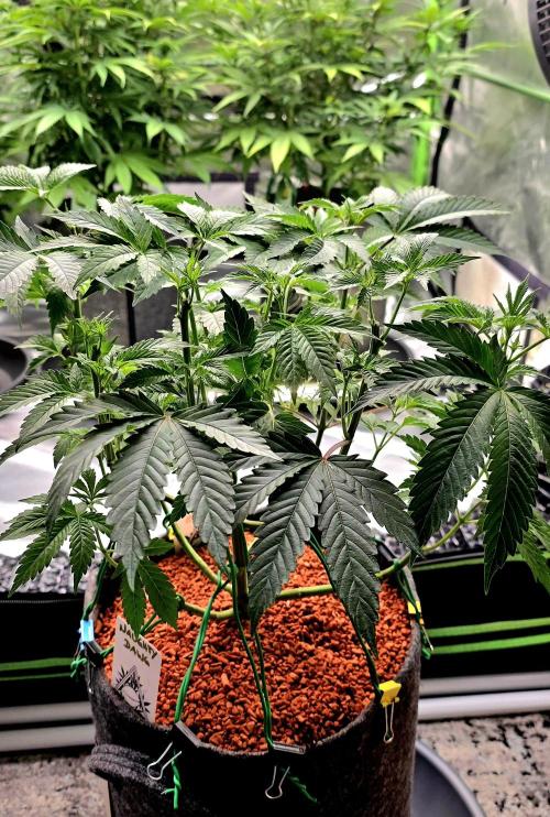 Naughty Dawg-Wunderbohnen-SeedsOfAnarchy. Week 8