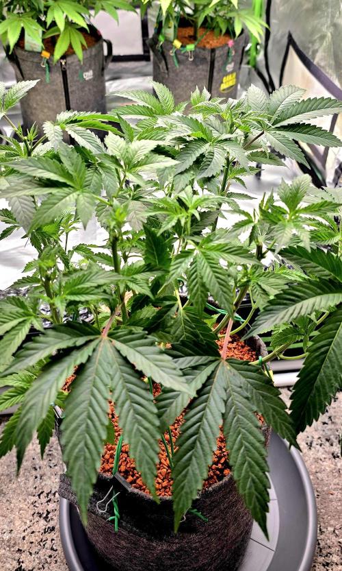 Naughty Dawg-Wunderbohnen-SeedsOfAnarchy. Week 8