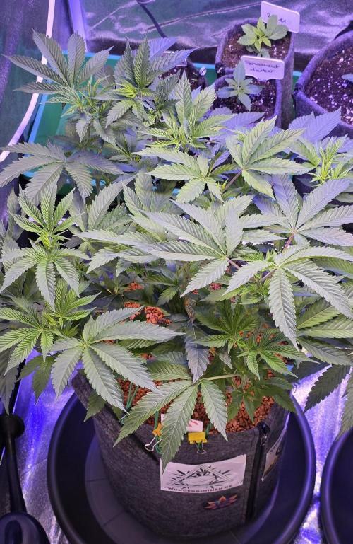 Naughty Dawg-Wunderbohnen-SeedsOfAnarchy. Week 8