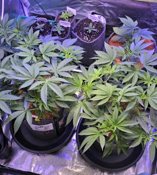 Naughty Dawg-Wunderbohnen-SeedsOfAnarchy. Week 8