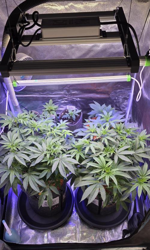 Naughty Dawg-Wunderbohnen-SeedsOfAnarchy. Week 8