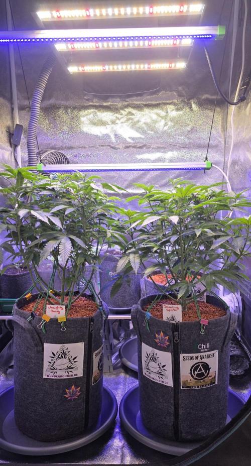 Naughty Dawg-Wunderbohnen-SeedsOfAnarchy. Week 8