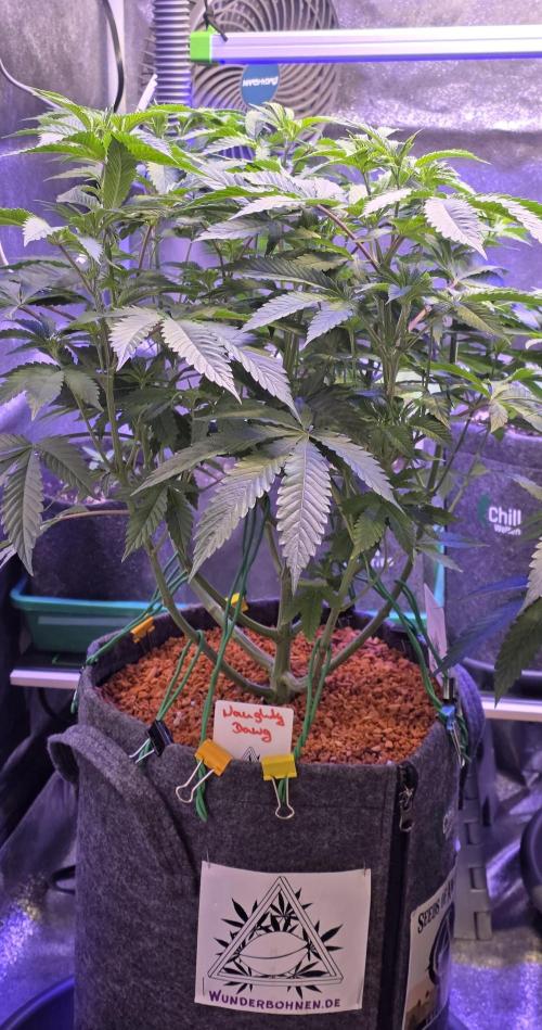 Naughty Dawg-Wunderbohnen-SeedsOfAnarchy. Week 8