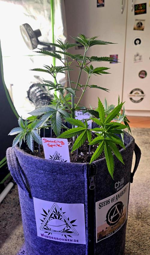 Dancing Sprite-Wunderbohnen-SeedsOfAnarc. Week 6