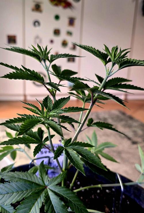 Dancing Sprite-Wunderbohnen-SeedsOfAnarc. Week 6