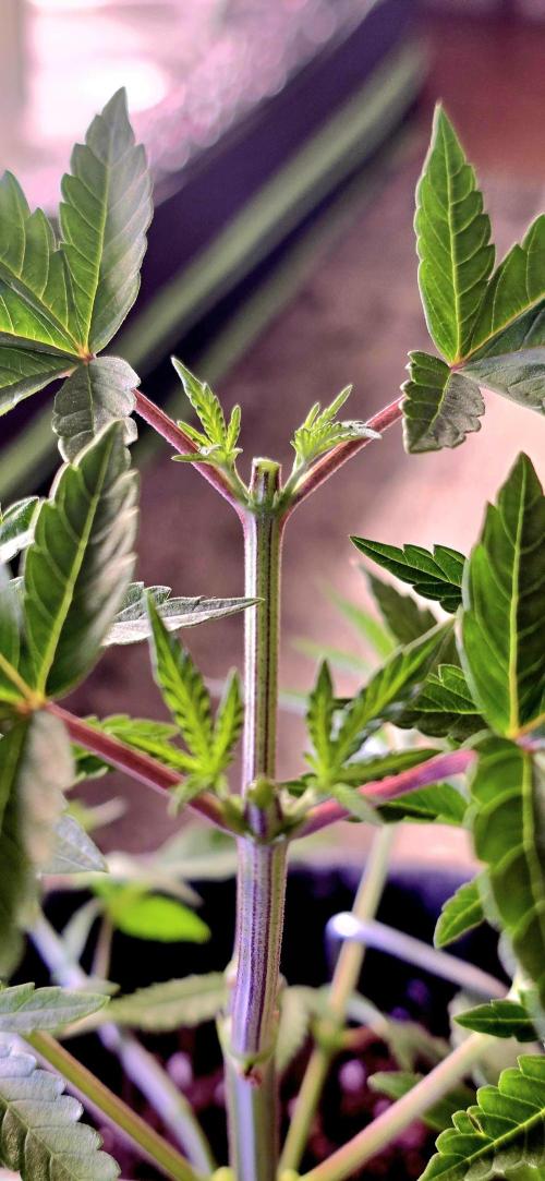 Dancing Sprite-Wunderbohnen-SeedsOfAnarc. Week 6