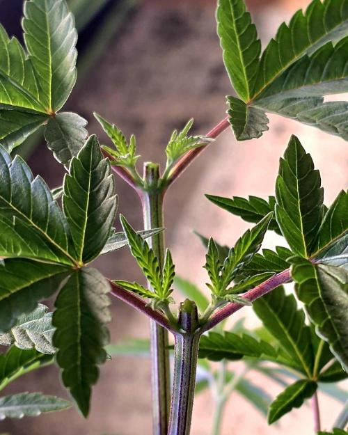 Dancing Sprite-Wunderbohnen-SeedsOfAnarc. Week 6