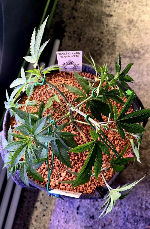 Dancing Sprite-Wunderbohnen-SeedsOfAnarc. Week 6