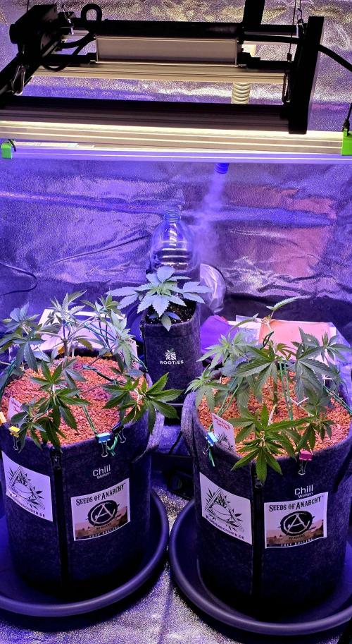 Dancing Sprite-Wunderbohnen-SeedsOfAnarc. Week 6