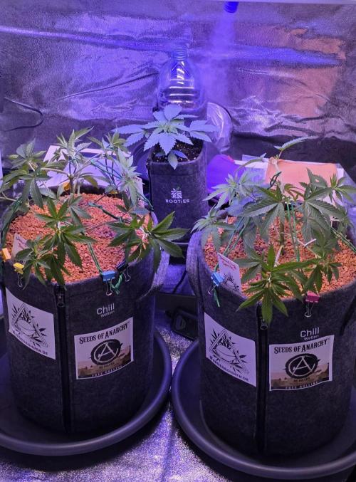 Dancing Sprite-Wunderbohnen-SeedsOfAnarc. Week 6