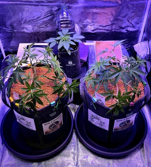 Dancing Sprite-Wunderbohnen-SeedsOfAnarc. Week 6