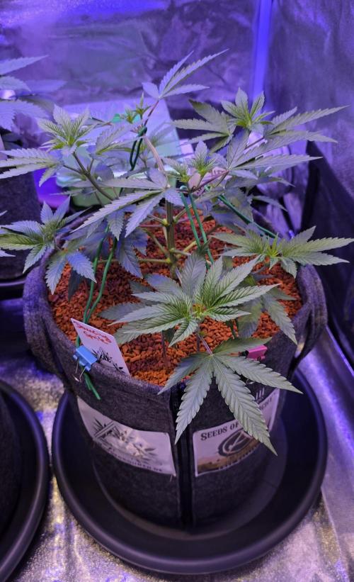 Dancing Sprite-Wunderbohnen-SeedsOfAnarc. Week 6