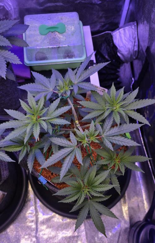 Dancing Sprite-Wunderbohnen-SeedsOfAnarc. Week 6