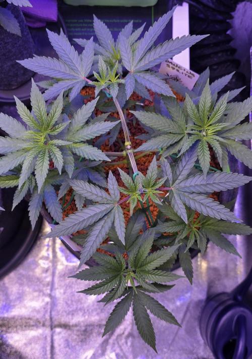 Dancing Sprite-Wunderbohnen-SeedsOfAnarc. Week 6