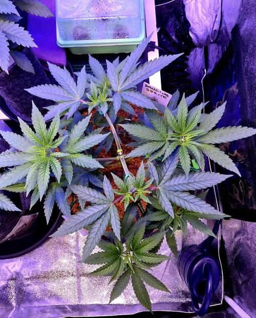 Dancing Sprite-Wunderbohnen-SeedsOfAnarc. Week 6