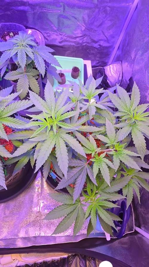 Dancing Sprite-Wunderbohnen-SeedsOfAnarc