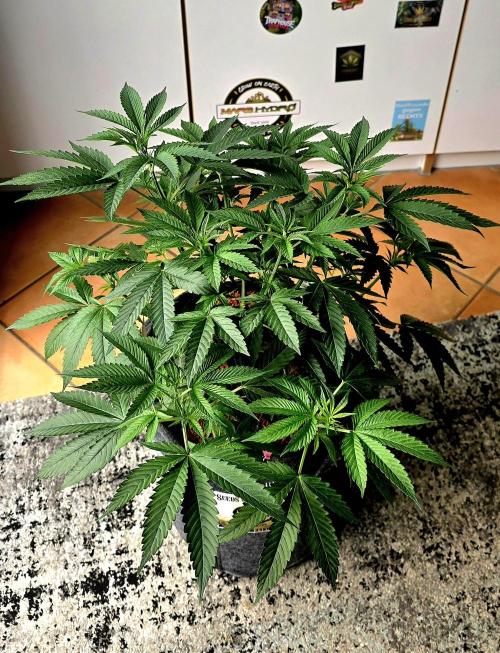 Dancing Sprite-Wunderbohnen-SeedsOfAnarc. Week 8