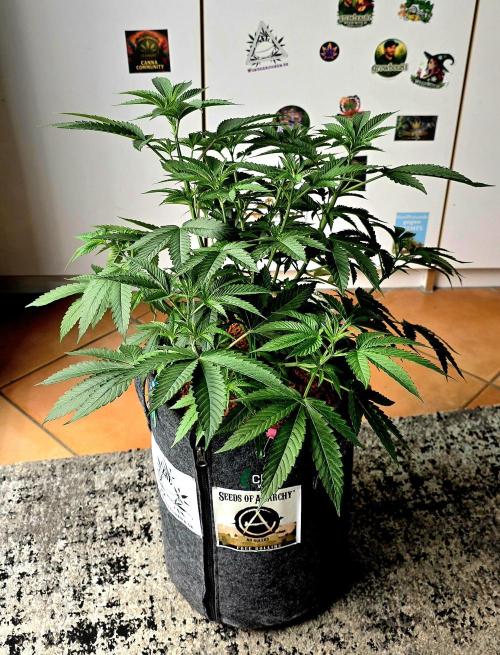 Dancing Sprite-Wunderbohnen-SeedsOfAnarc. Week 8