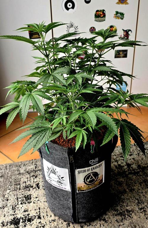 Dancing Sprite-Wunderbohnen-SeedsOfAnarc. Week 8