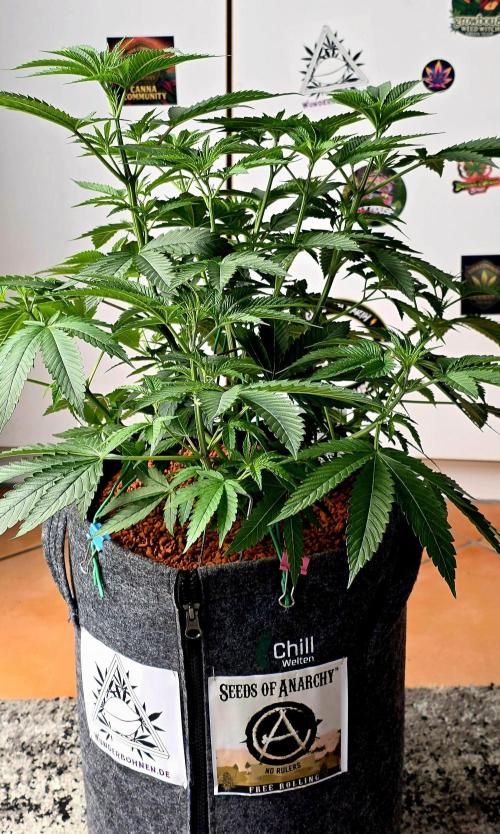 Dancing Sprite-Wunderbohnen-SeedsOfAnarc. Week 8