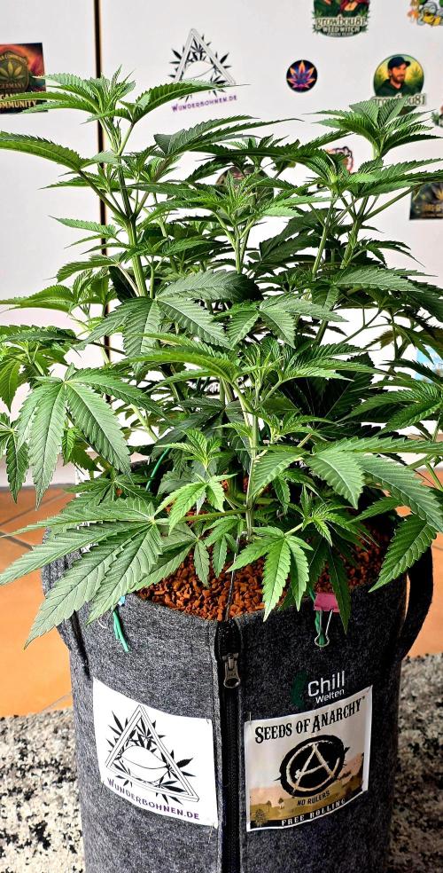 Dancing Sprite-Wunderbohnen-SeedsOfAnarc. Week 8