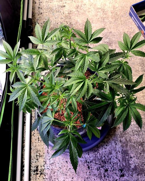 Dancing Sprite-Wunderbohnen-SeedsOfAnarc. Week 8