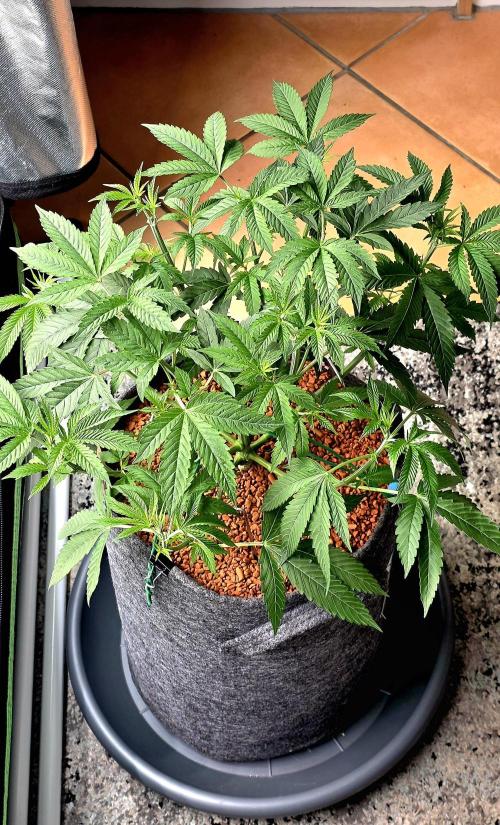 Dancing Sprite-Wunderbohnen-SeedsOfAnarc. Week 8