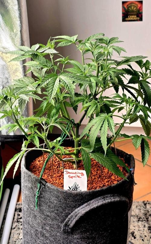 Dancing Sprite-Wunderbohnen-SeedsOfAnarc. Week 8