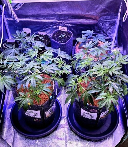 Dancing Sprite-Wunderbohnen-SeedsOfAnarc. Week 8