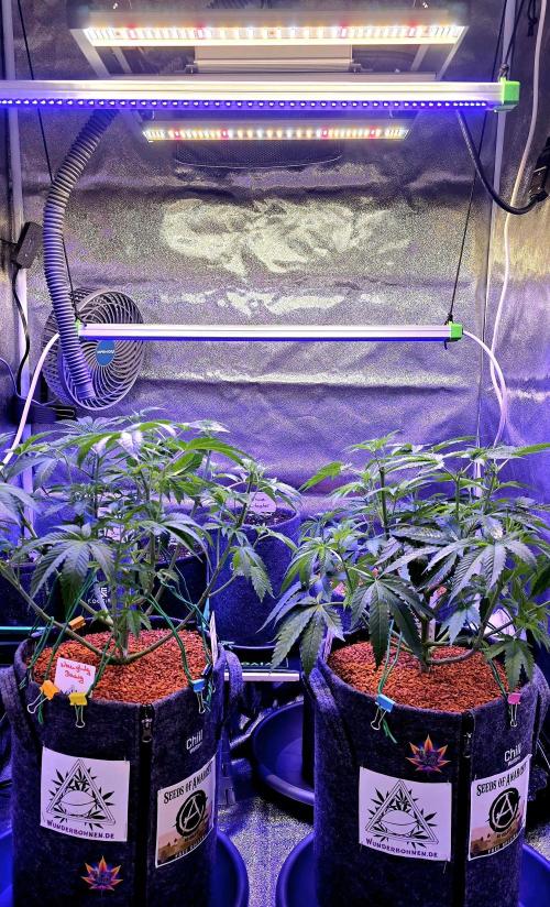 Dancing Sprite-Wunderbohnen-SeedsOfAnarc. Week 8